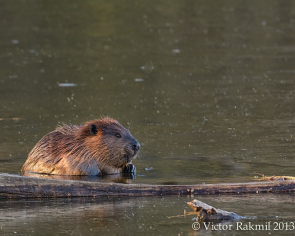 Beaver 2013