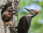Pileated Woodpecker Chicks-6