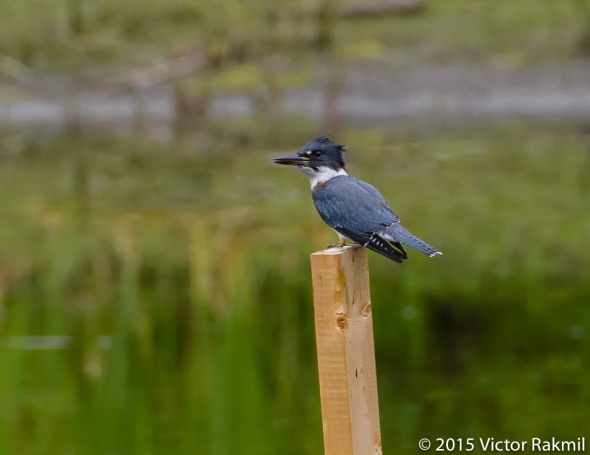 Belted Kingfisher-2