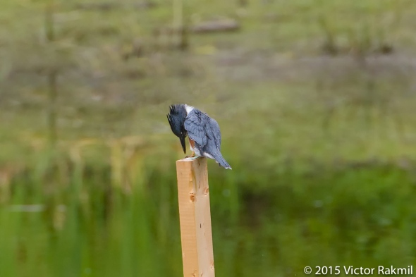 Belted Kingfisher-3