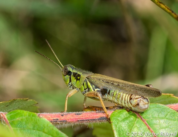 Grasshoppers-2