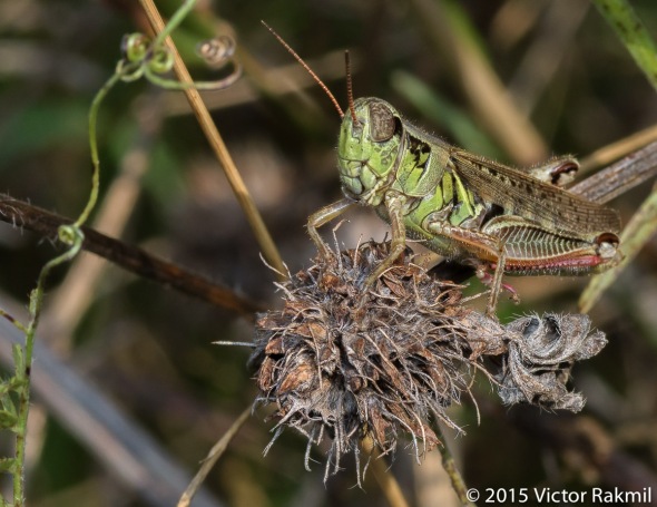 Grasshoppers-3