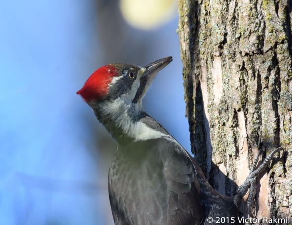 Pileated Woodpecker-2