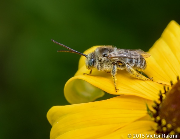 Burrowing Bee