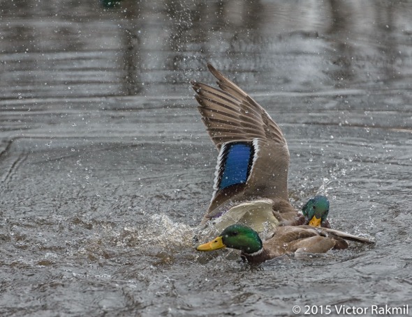 Duck Fight-4