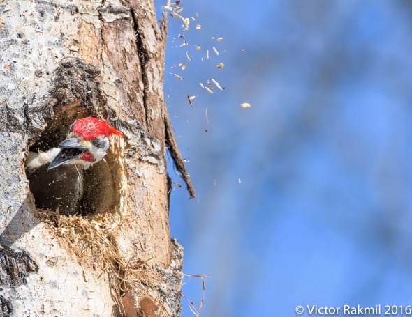 Pileated Woodpecker-3