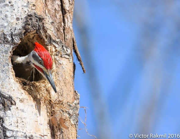 Pileated Woodpecker-5