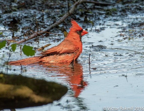 cardinals-4