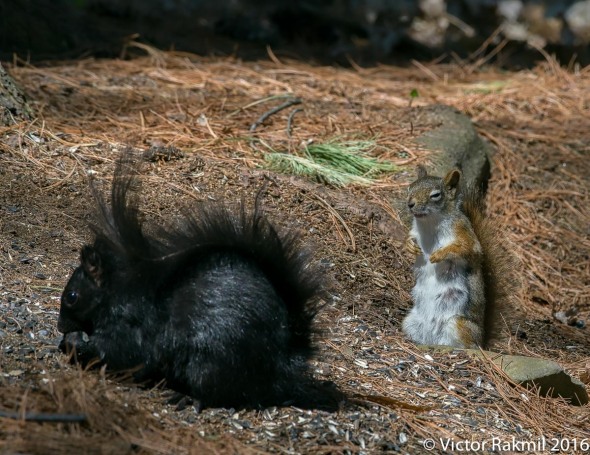 Red Squirrel Versus Grey Squirrel Three Photographs  Victor Rakmil Photography