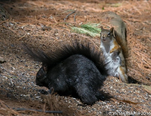 The gallery for gt; Red Squirrel Vs Grey Squirrel