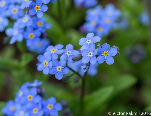 blue-flowers-3