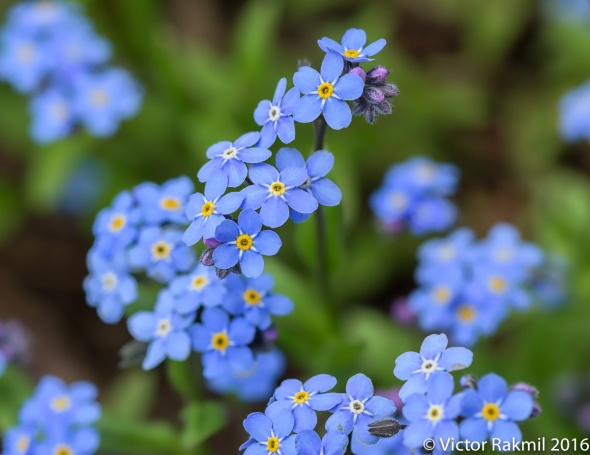 blue-flowers-5