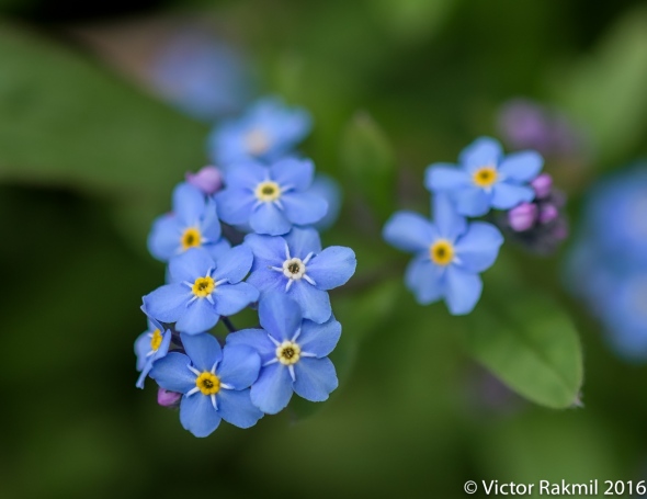 blue-flowers-7