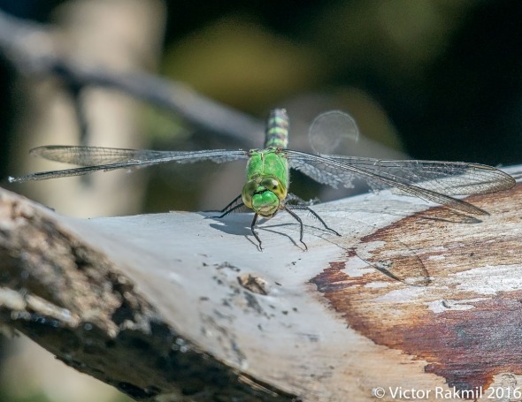 dragonflies-2