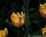Tulips-3