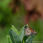 Monarch Butterfliy